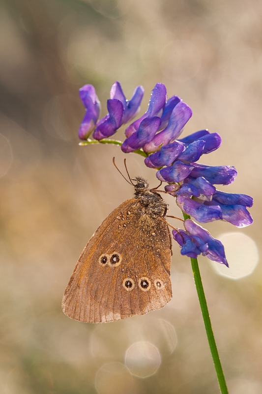 mariusz -  Przestrojnik trawnik. . Zdjęcie 125740