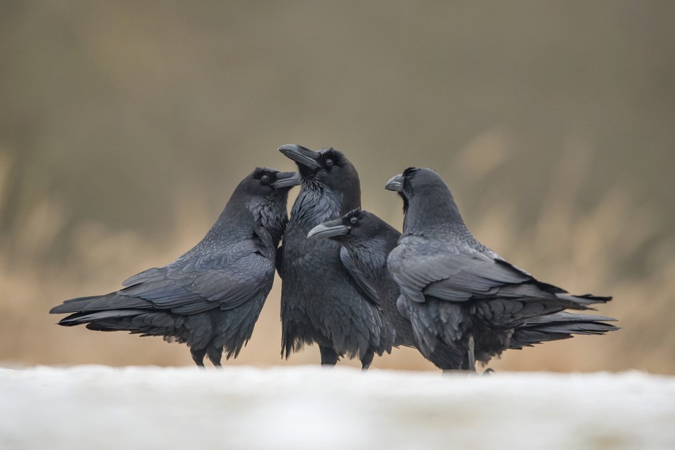 Dżentelmeni.. . Zdjęcie 339091