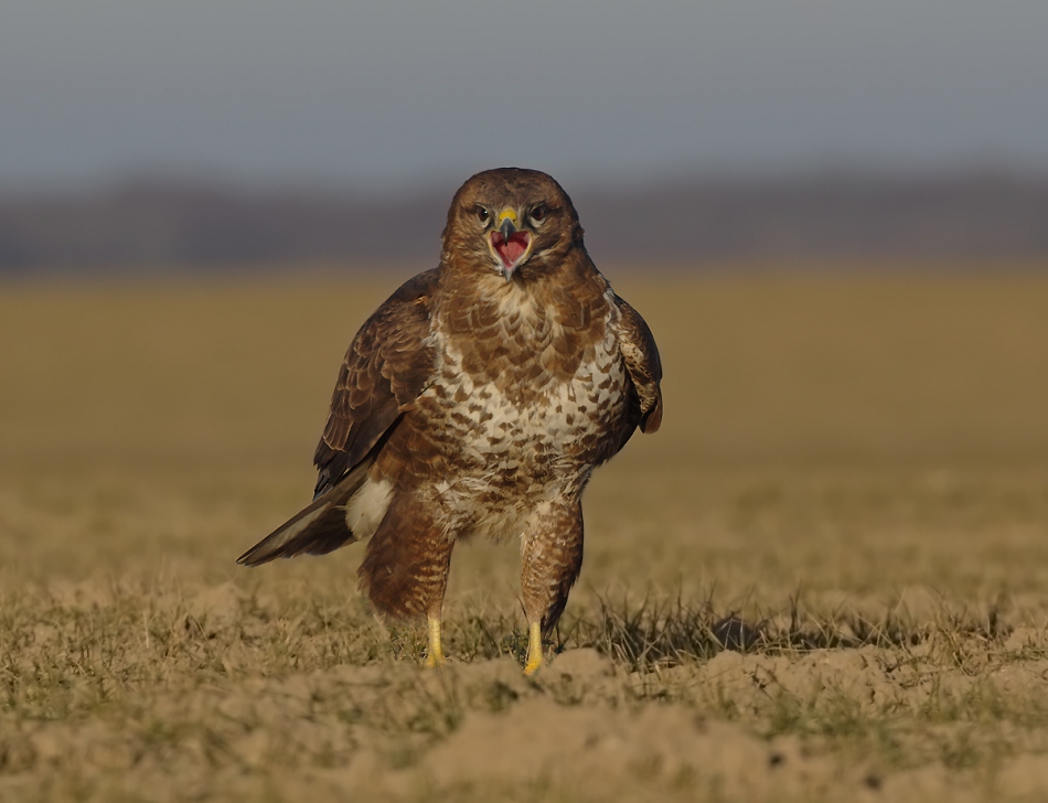 przyb - Krzykacz. . Zdjęcie 188994