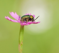Chrysolina fastuosa