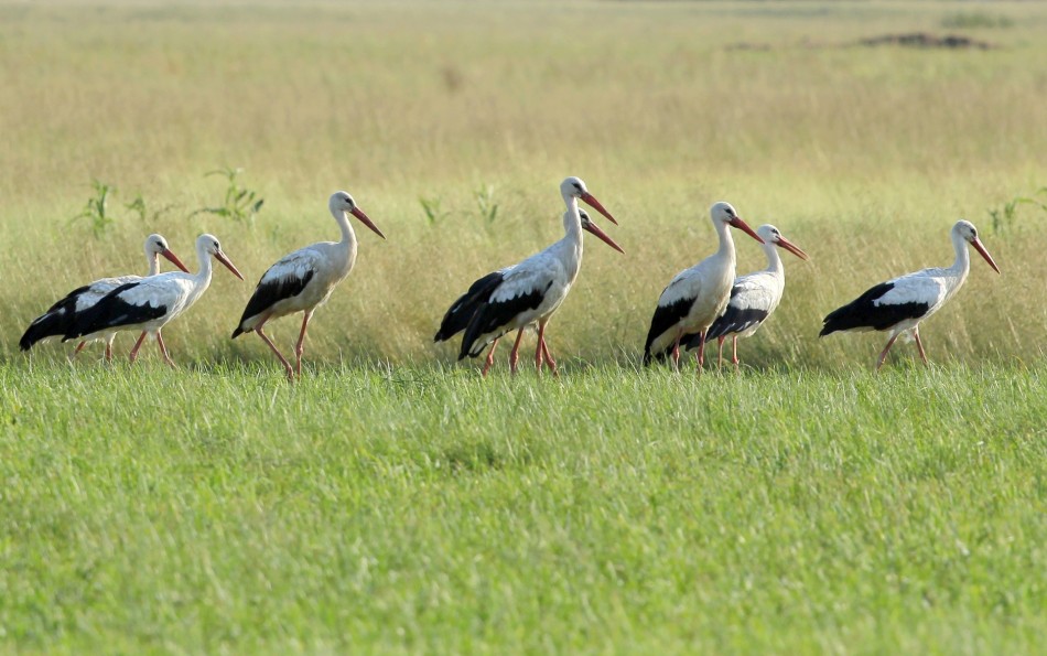 W szeregu. . Zdjęcie 339130