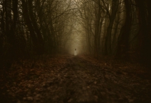 Infinite Forest