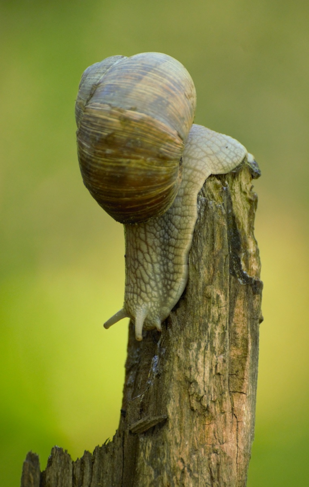 Kawecki.foto-przyroda - Roszpunka. . Zdjęcie 314730