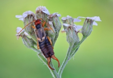 Forficula auricularia.
