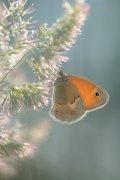 ocalić od zapomnienia