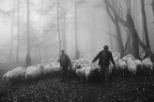 Redyk Karpaty 