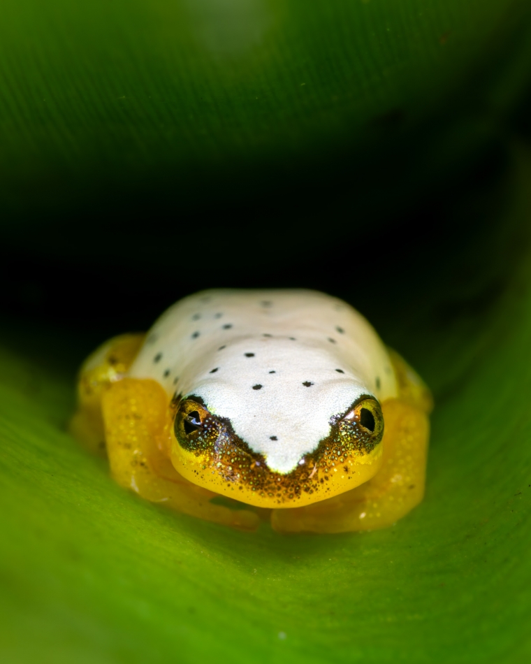Lilen - Piegowata żabka. Madagaskarska żaba trzcinowa (Heterixalus punctatus), to niewielki gatunek endemiczny dla Madagaskaru o długości ciała dochodzącej do 2,3cm. . Zdjęcie 327627