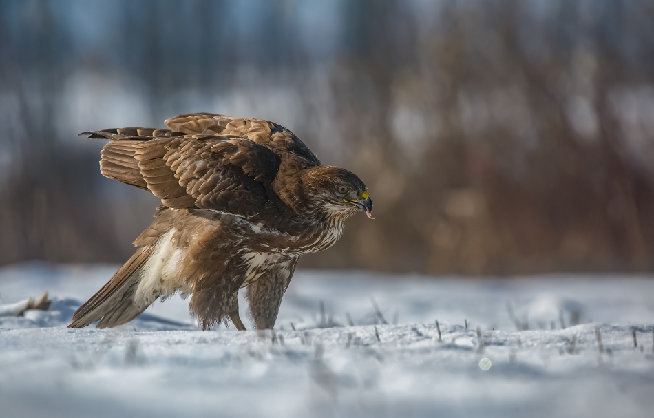 marcinmm - Myszołów zwyczajny ( Buteo buteo ). . Zdjęcie 314296