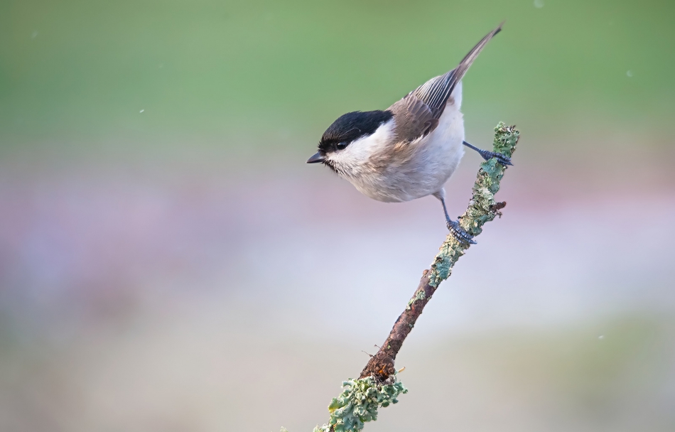 roman53 - . . Zdjęcie 294914