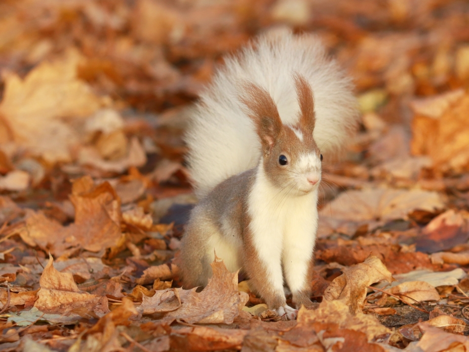 Daj orzeszka!. . Zdjęcie 336635