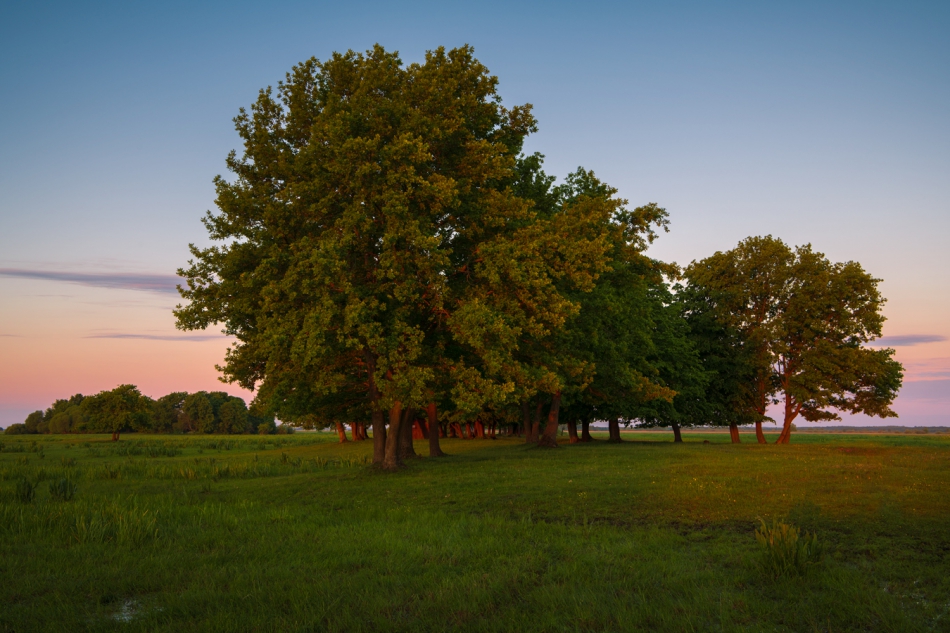 grzegorz - Biebrzański Park Narodowy. . Zdjęcie 289568
