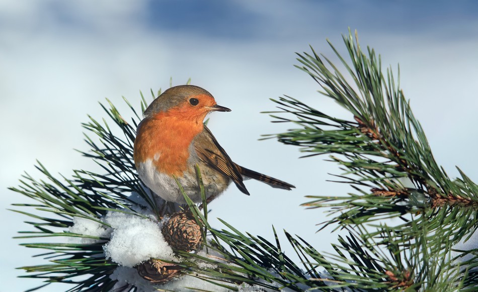 Rudzik. . Zdjęcie 337598