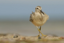 Fordanser na plaży