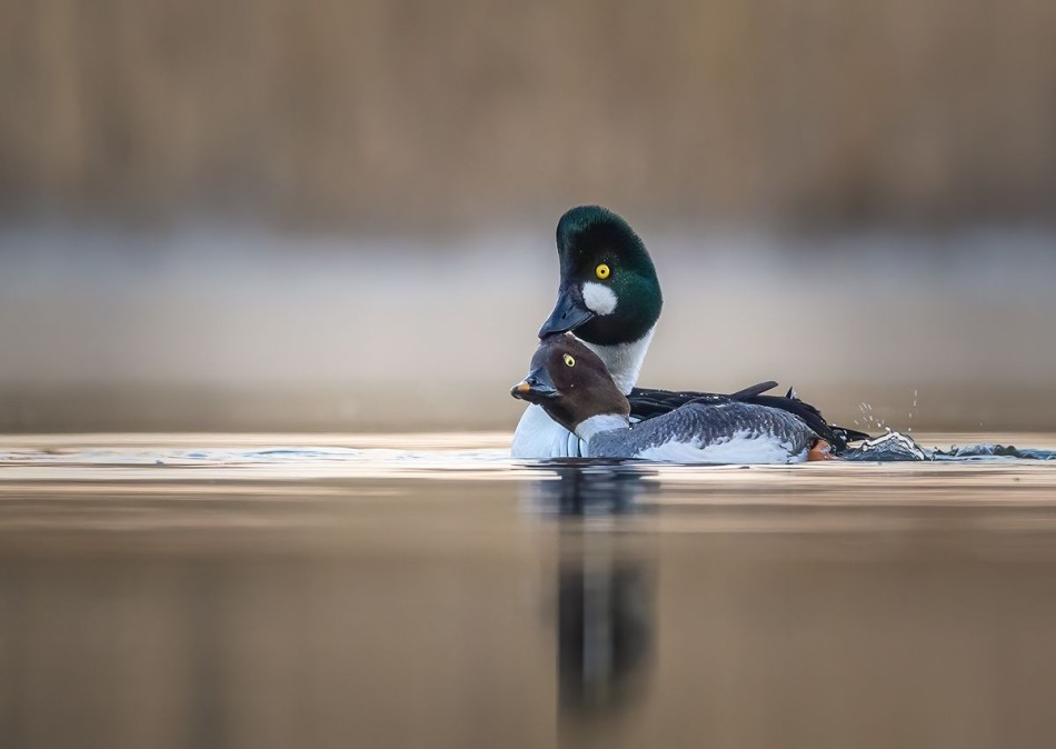 Gągoł . . Zdjęcie 338254