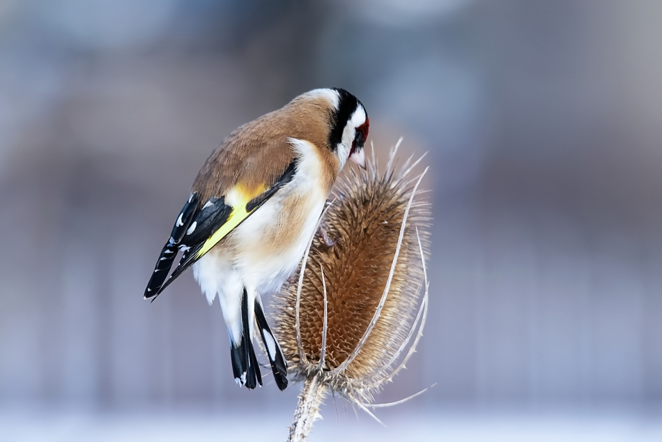 roman53 - . . Zdjęcie 318905