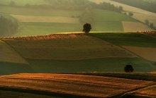 złote żniwo