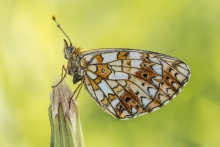 Boloria selene