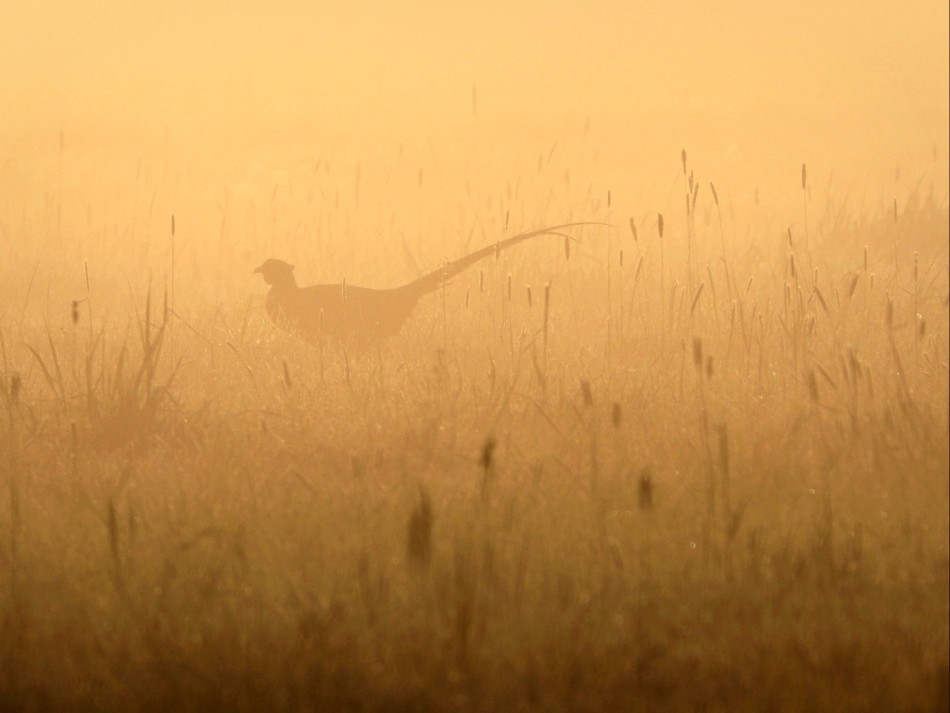 Kurak. . Zdjęcie 338574