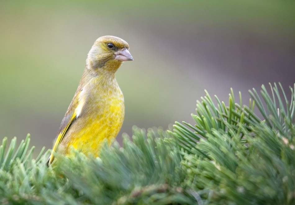 roman53 - . . Zdjęcie 287353