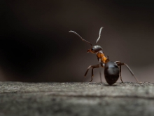 mrówka i co się dzieje....