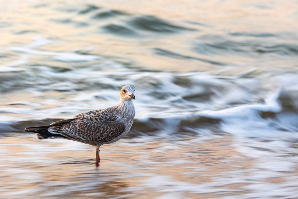 Mewa srebrzysta.                . Zdjęcie 336655