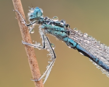 Platycnemis pennipes