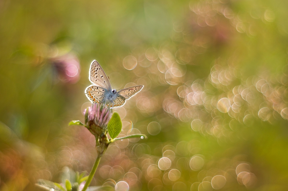 agnez - . Zapraszam na PE  Polish International Circuit 2018 HM. Zdjęcie 154535