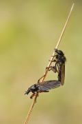 Lenie marcowe (Bibio ma...