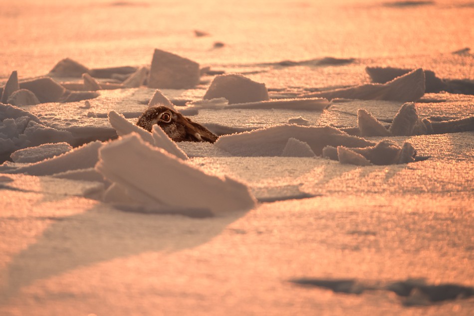 zerkając. . Zdjęcie 338565