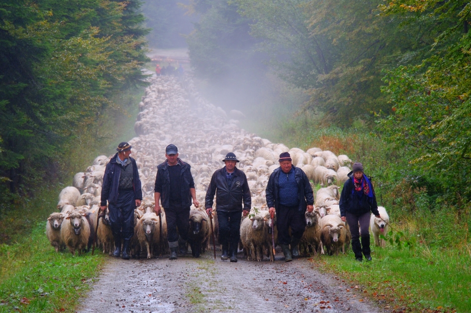 yamayka - Redyk Bacy Józefa Klimowskiego. Najprawdziwszy, trwający w niezmienionej formie od lat Redyk Bacy Józefa Klimowskiego.. Zdjęcie 335882