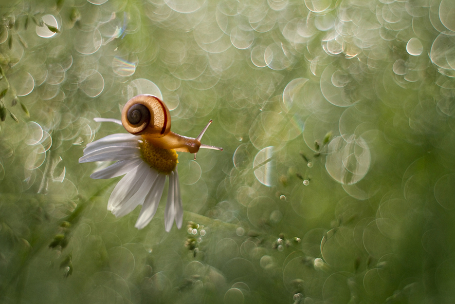 agnez - Rumiankowe łąki. Pentacon. Zdjęcie 137943