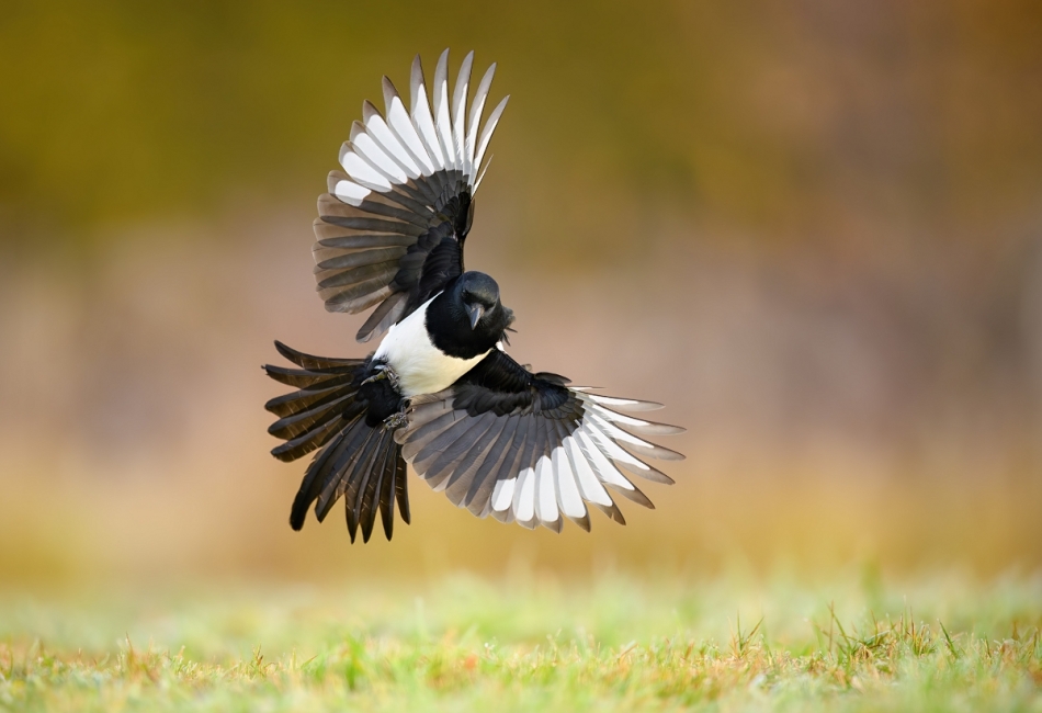 raftik - Sroka, Eurasian Magpie (Pica pica) ... 2024r. . Zdjęcie 328345