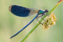 Calopteryx