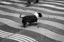 Spanish dog