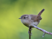 NORTHEM HOUSE WREN