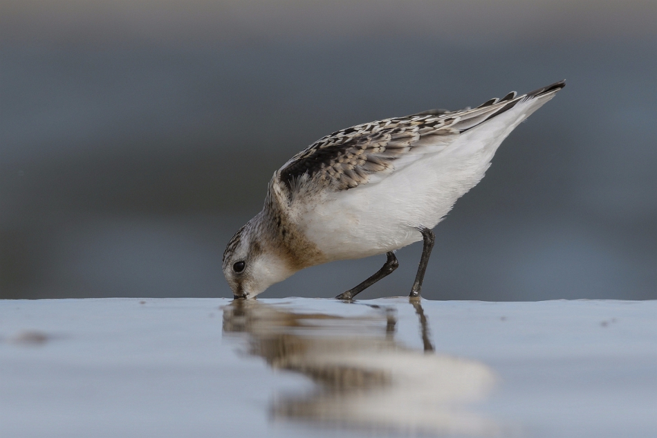 tomeq67 - Piaskowiec.. . Zdjęcie 307746