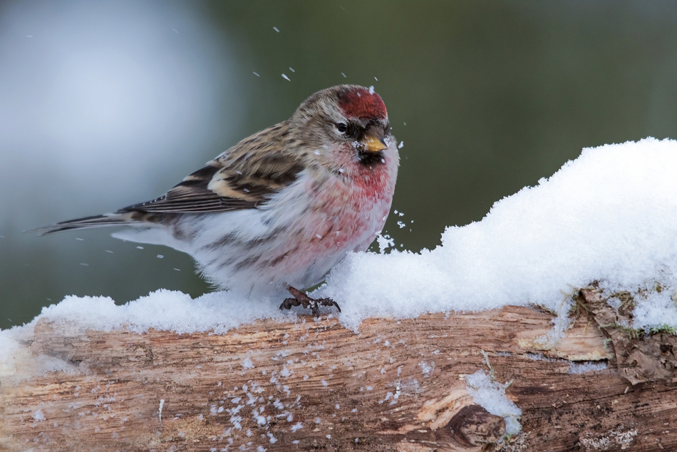roman53 - czeczotka. . Zdjęcie 285137