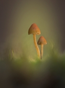 2 fungi