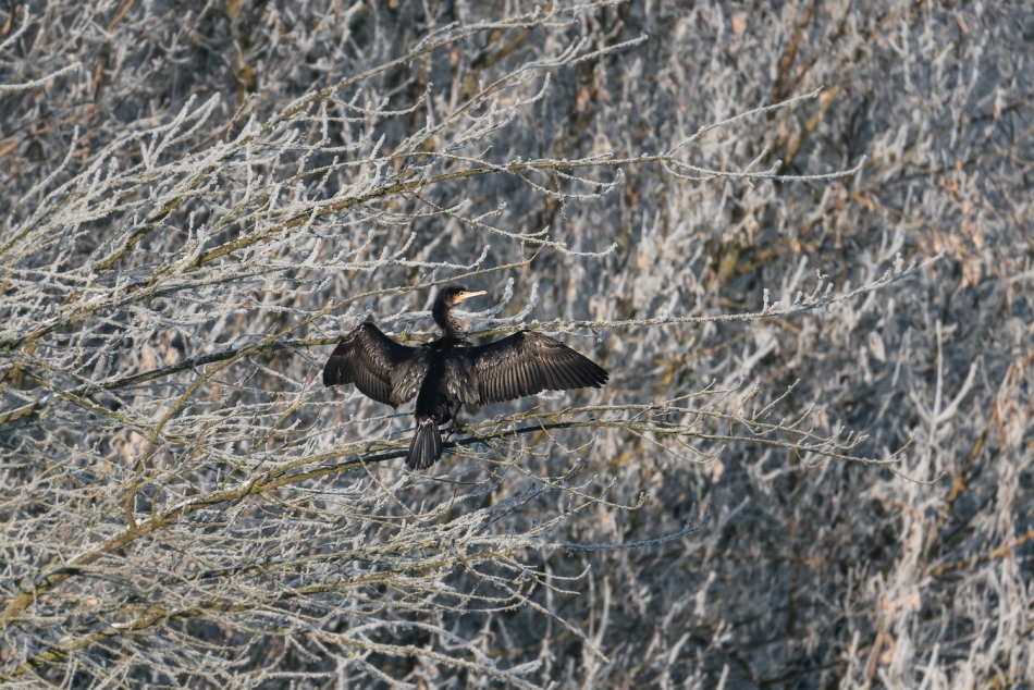 cieszka - Śnieżny kormoran . . Zdjęcie 297841