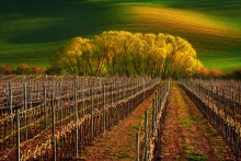 Winnica
