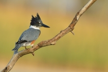 Belted Kingfisher