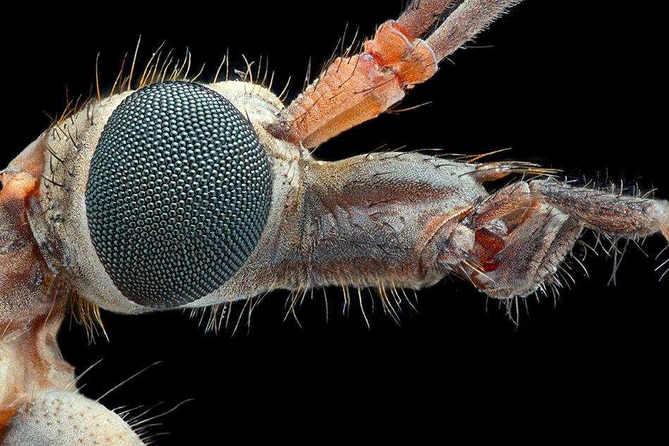 roberts - Extreme Macro. Extreme Macro. Zdjęcie 227548