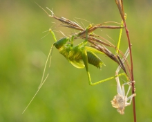 Metamorfoza 2