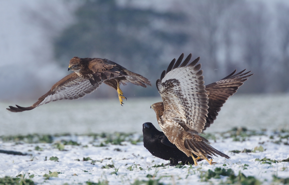 przyb - Scena II. . Zdjęcie 238232