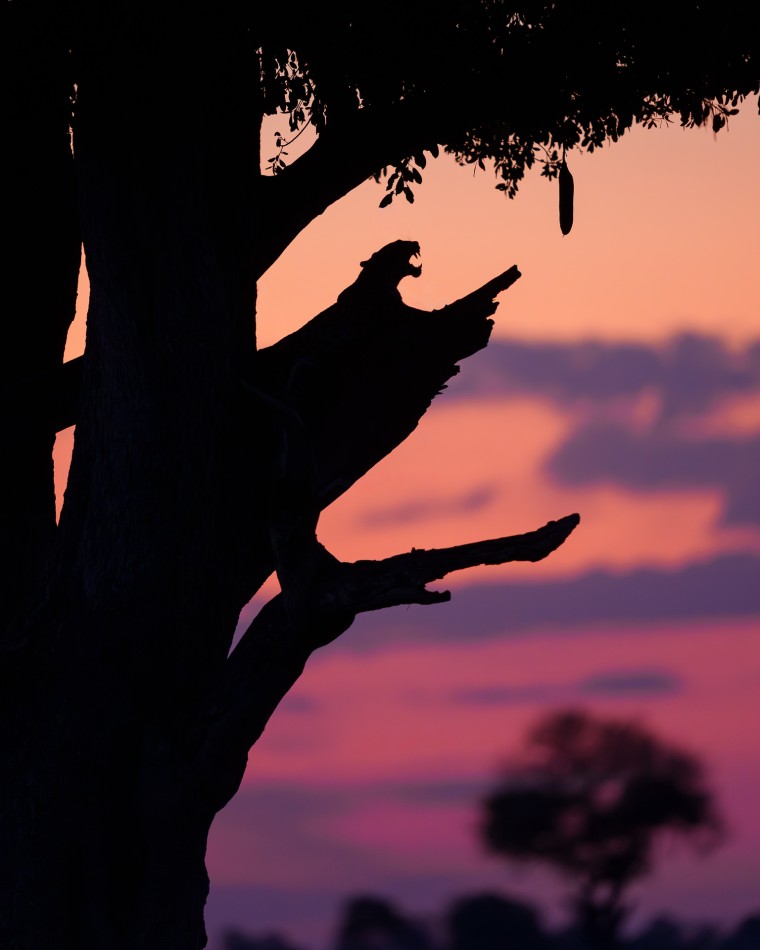 Kiedy kończy się dzień.... Gdy dzień powoli gaśnie nad deltą Okawango, samica lamparta zajmuje swoje miejsce wysoko w koronie drzewa, a jej sylwetka w półmroku stapia się z gałęziami. Z dala od zgiełku afrykańskiego buszu obserwuje teren.... 