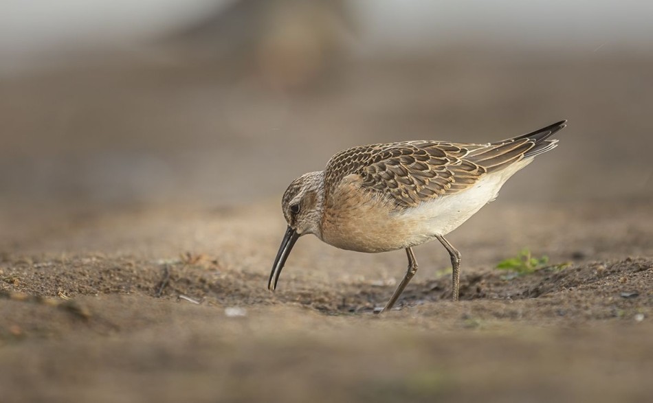 Biegus krzywodzioby. . Zdjęcie 338877