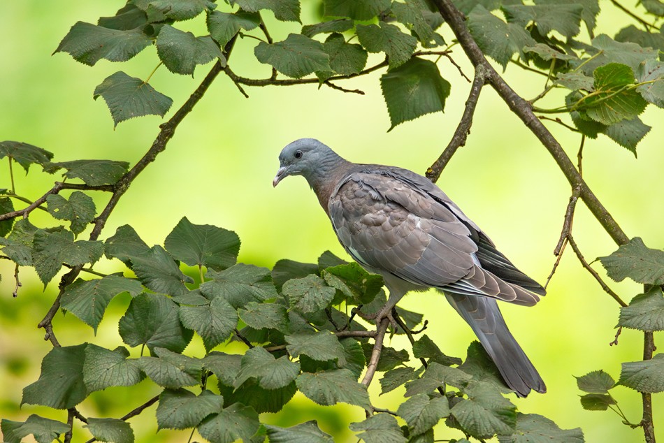 Gołąb wśród zieleni . . Zdjęcie 338682