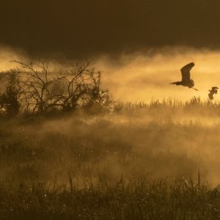 Świt w krainie mroku