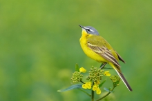 Pliszka żółta, Yellow W...