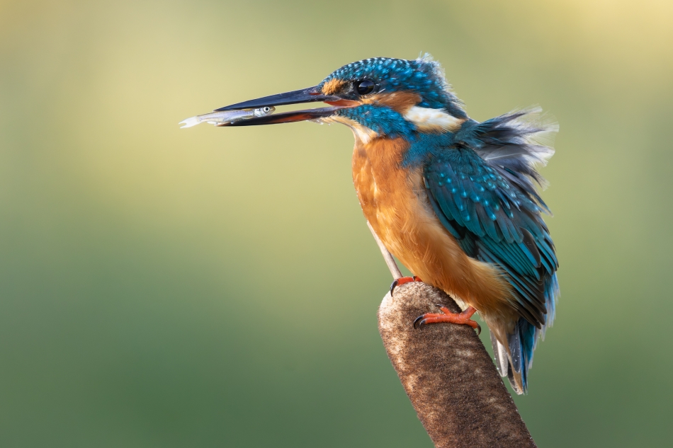 prajzner - Kingfisher. . Zdjęcie 335548